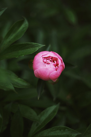 Pink, Macro, Bud, Close-Up, Pion, Peony HD phone wallpaper