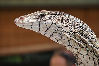 Animals, Lizard, Reptile, Giant Monitor Lizard, Giant Varan HD wallpaper