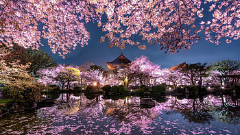 Japanese temple, Pond, Evening, Spring, Night, Lights HD wallpaper