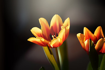Portrait, yellow tulip, bloom HD wallpaper