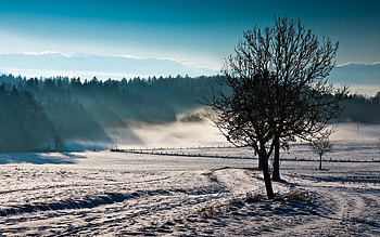 Winter, Nature, Trees, Fog, Field, Freshness, Cold HD wallpaper