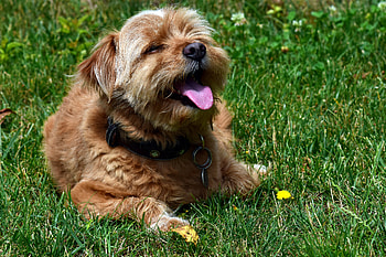 Animals, Dog, Muzzle, Protruding Tongue, Tongue Stuck Out, Terrier HD wallpaper