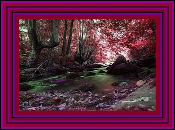 Spring in the Woods, colorful, woods, scenic, trees, spring, water, forest HD wallpaper