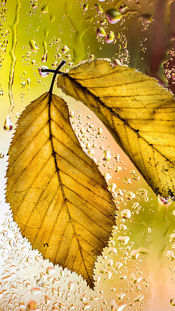 Gold Leaf, Yellow leaves autumn macro, 7 HD phone wallpaper