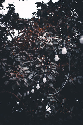 Miscellanea, Miscellaneous, Wood, Tree, Branches, Garland, Wire, Light Bulbs HD phone wallpaper