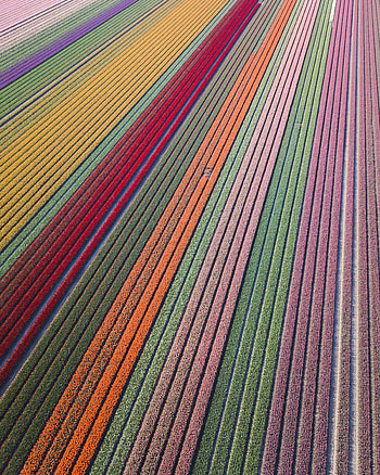Colorful, flowers farms, aerial view HD phone wallpaper