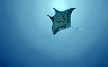 Animals, Sea, Underwater World, To Swim, Swim, Stingray, Sea Stingray HD wallpaper