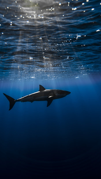 Shark, Killer, Fish HD phone wallpaper