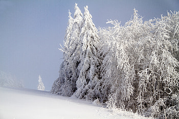 Winter, Nature, Snow, Forest HD wallpaper