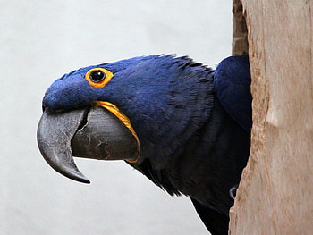 Just Looking, blue, closeup, bird, yellow, parrot, tree HD wallpaper