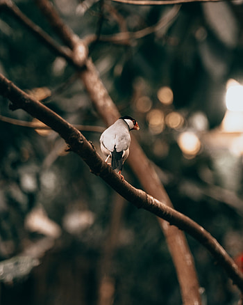Animals, Bird, Wood, Tree, Branch, Wildlife, Exotic HD phone wallpaper