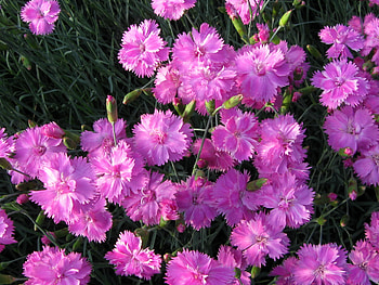 Purple flowers, purple, nature, flowers, pretty HD wallpaper