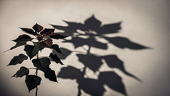 Poinsettia Silhouette —, Poinsettia, Plant, Shadow, Leaf HD wallpaper