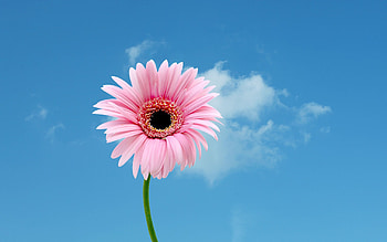 Pink daisy , quality, Stunning pink blooms, Nature's charm HD wallpaper