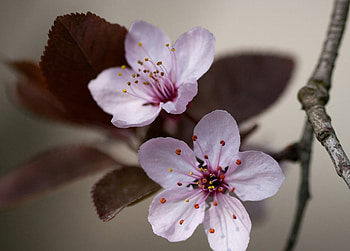 One day, soon..., pink, day, soon, one, blossoms, spring HD wallpaper