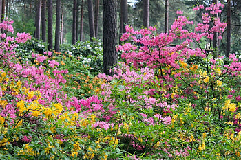 Haaga Rhododendron Park Helsinki Finland, haaga, rhododendron, helsinki, park, finland HD wallpaper