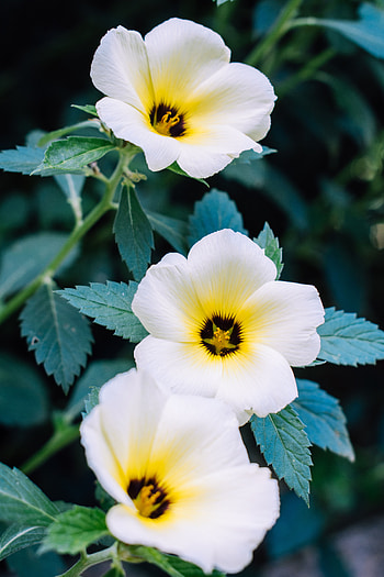 Flowers, Pansies, Plant HD phone wallpaper