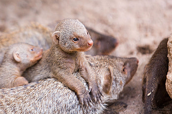 Mongoose, Animal ideas, Wild animal kingdom, Fascinating creatures HD wallpaper