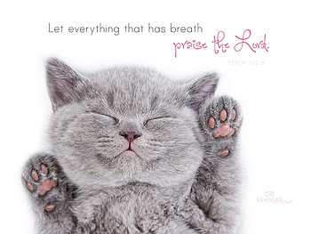 Kitten, grey, cute, cat, pisica, pink, adorable, paw, sleep HD wallpaper
