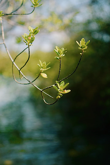 Nature, Leaves, Blur, Smooth, Branch, Focus HD phone wallpaper