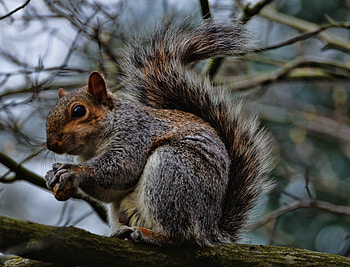 The Squirrel, animal, outdoors, wildlife, squirrel HD wallpaper