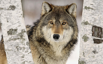 Lone Wolf, animal, snow, dogs, nature, wolf, tree HD wallpaper