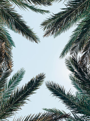 Nature, Sky, Leaves, Palm, Branches, Bottom View HD phone wallpaper