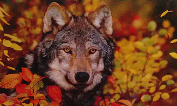 Wolf at Fall, autumn, colors, leaves, predator HD wallpaper