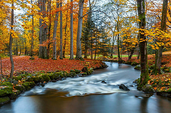 Autumn Colors, river, leaves, Fall, trees, Autumn, rocks, forest HD wallpaper