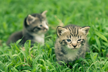 Playing in the Grass, sweet, kitten, playing, animals, cats, Nature, grass, lovely HD wallpaper
