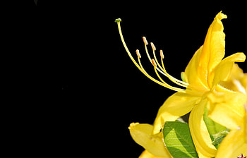 Plants, Flowers HD wallpaper