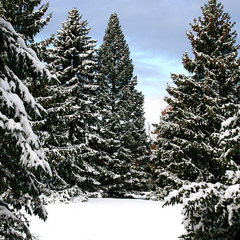 Snow-covered spruce, Winter wonderland, Frosty beauty, Cold season HD phone wallpaper