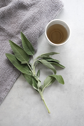 Plant, Miscellanea, Miscellaneous, Cup, Branch, Tea HD phone wallpaper