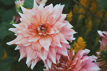 Flowers, Petals, Bud, Pion, Peony HD wallpaper