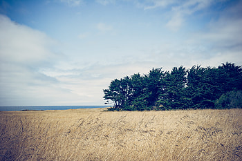 Nature, Trees, Grass, Field HD wallpaper