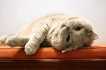 Animals, Cat, To Lie Down, Lie, Muzzle HD wallpaper
