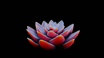 Bldender Flower Plant , flower, plant, artist, artist, artwork, digital-art, dark, black, oled HD wallpaper