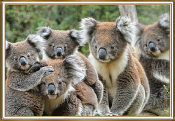 CUTE KOALA'S, NATURE, CUTE, , KOALAS HD wallpaper