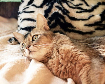 Relaxed and calm, kitten, sweet, gentle, cat, brown, animals, love, lovely, forever HD wallpaper