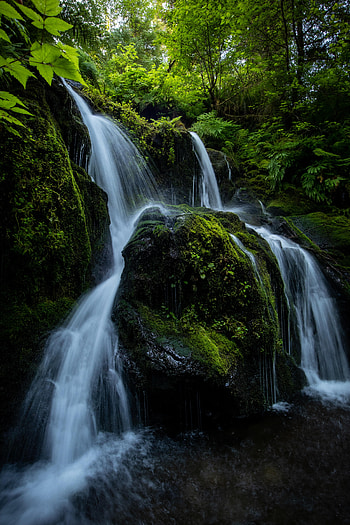 Plants, Nature, Stones, Waterfall, Branches, Flow, Stream HD phone wallpaper