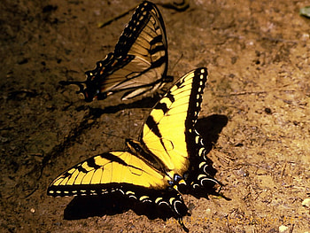 beautiful of a butterfly, mushtaq, javed, peeral, jumma HD wallpaper
