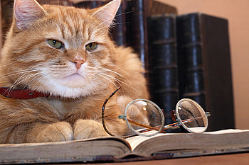 clever cat, clever, book, glasses, cat, pet HD wallpaper