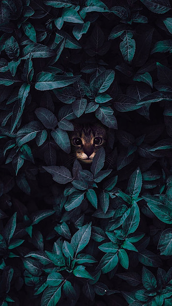 Cat, electric blue, amoled, art, nature, super amoled, animal, dog HD phone wallpaper
