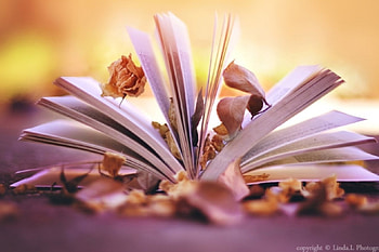 soft, autumn leaves, book, abstract HD wallpaper