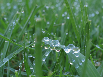 Grass, Background, Drops HD wallpaper