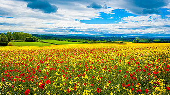 Wildflower field, Spring beauty HD wallpaper