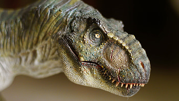 T Rex Dinosaur HD wallpaper