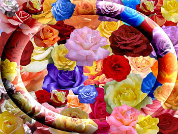 rainbow roses, colorful, roses, rainbow, color HD wallpaper
