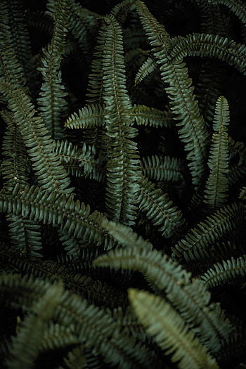 Leaves, Plant, Macro, Fern HD phone wallpaper