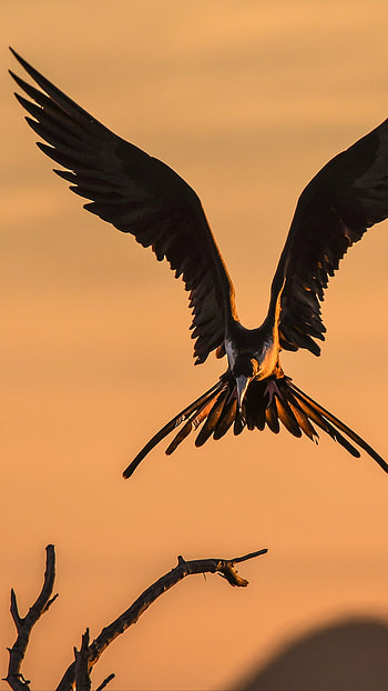 Animal, bird HD phone wallpaper